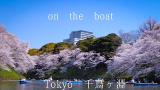 Full bloom of Cherry Blossoms in　 Chidorigahuchi on the boat , Tokyo    in 2021