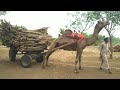 tow camel pull wood loaded cart