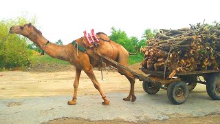 Tow Camel Pull Wood Loaded Cart