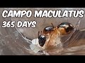 Camponotus Maculatus | 1 Year Journey