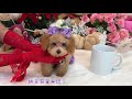 small teacup poodle teddy bear 小茶杯貴賓犬泰迪熊 621