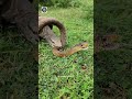 5 Animals That Can Kill Russell's Viper, The New Threat of Bangladesh. #shorts