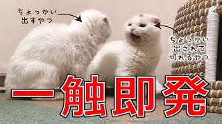 ひたすらちょっかい出し続けた猫の末路がこちら