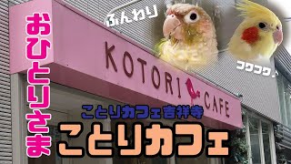 おひとりさまことりカフェ（吉祥寺）《16歳のおじいちゃんセキセイインコ愛ちゃん日記》16-year-old budgerigar Ai-chan diary