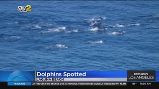 Dolphins spotted enjoying beautiful beach day in Long Beach