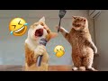 Guilty Dog and cat is so funny😽🐶Try Not to Laugh🐶2024