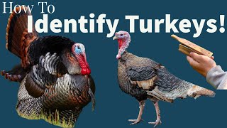 HOW TO IDENTIFY TURKEYS (TOMS, JAKES, HENS!)