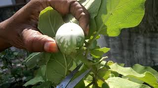 మన  మిద్దె పై మళ్ళీ మొదలైన వంకాయలు// harvest of our terrace garden vegetables