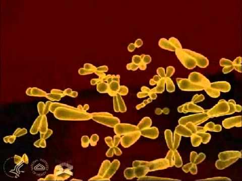 What is the function of chromosome 23?