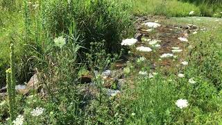 Norskedalen's Helga Gundersen's Arboretum has surprise after surprise!