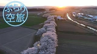 【ドローン空撮】宮城県登米市南方町・みなみかた千本桜（「ぶらり空旅」/チャージ！）