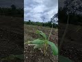 १७ दिवस पूर्ण लागवड बेडवर केली आहे...... bananacultivation bananafarming agriculture