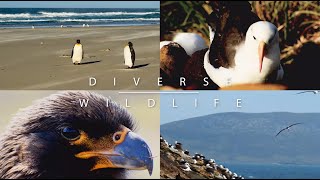 Visit the Falklands: Wildlife