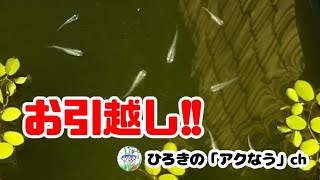 【メダカ】成魚はビオトープへ引っ越し!!成長具合で各エリアにて育成!!