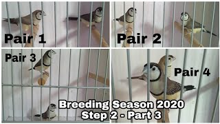 How To Pairing Owl Finches? | 2020 Breeding Season Step 2 [ Part 3 ]