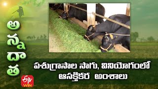 Interesting Facts on Fodders \u0026 Feed Management | పశుగ్రాసాల సాగు, వినియోగంలో ఆసక్తికర  అంశాలు | ETV