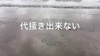 2020/5/15。楽農稲作。代掻きしようと水を抜いて1時間後、代掻き出来ない、すぐに乾燥するねつい田んぼ。