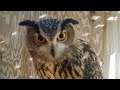 eagle owl cotton holding paws hawktalk center for birds of prey