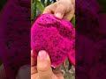 dragon fruit citrus modrenfarming gardening shortvideo