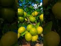 dragon fruit citrus modrenfarming gardening shortvideo