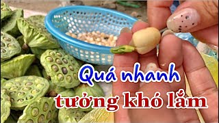 Cách lấy tim sen nhanh bất ngờ - BÚP SEN ⚛︎ Cuộc sống xung quanh ♡ Vịt Móm