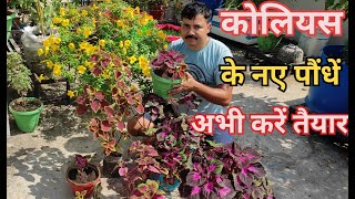 पुराने कोलियस के पौंधें से हजारों नए पौंधें बनाएं।how to grow coleus plant. #coleusplant #gardening