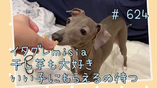 おやつがもらえるまで良い子に待つイタグレｍｉｓｉａ(ミーシャ)【生後624日】【うちの子557日目】【イタリアングレーハウンド】【パピーズママ出身】【2021.5.17生まれ】2023.1.30撮影