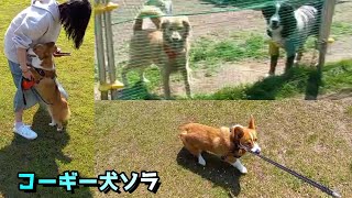 コーギー犬ソラ…いつもと違うドッグラン…沢山の犬に戸惑う