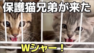 保護猫兄弟がやってきた！先住犬とドキドキ初対面！【チワワと保護猫兄弟】