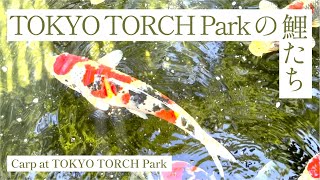 TOKYO TORCH Parkの鯉たち