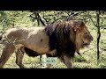 body and muscle contrast between tiger kings and lion kings