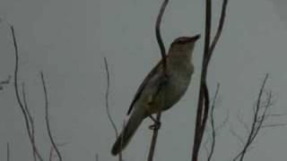 オオヨシキリの囀り(OrientalGreat Reed Warbler)