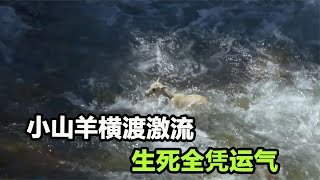 小山羊横渡激流，生死攸关之际，活着全靠运气