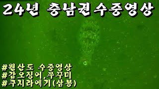 쭈꾸미 갑오징어 초보자도 많이 잡을수 있는 방법을 알려드릴게요 #수중영상#삼봉에기#쿠지라