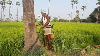 Rural Life|Thati Kallu|Thati Chettu|Telangana Village Life|RK AND RK VLOGS