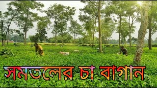 পঞ্চগড়ের সমতলে চা বাগান || Plain land tea garden in Bangladesh || #কৃষিজ