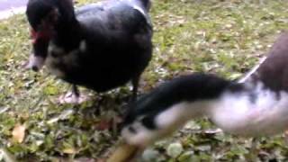 TBG 鳥 三隻鴨子搶食 20110115 14:10