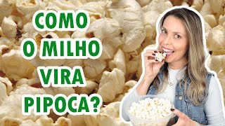 POR QUE O MILHO VIRA PIPOCA? | A diferença entre o milho comum e o milho de pipoca