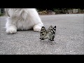 猫とゴマダラチョウ