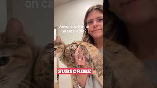 Funny Animals Videos 🤣 | Ep. 258 #shorts #viral #funny