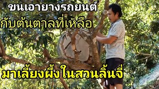 EP.1นำเอายางรถยนต์ที่เลี้ยงผึ้ง😄กับต้นตาลที่เหลือมาไว้ที่สวน.ไห้ผึ้งป่าอยู่🐝🐝🐝🐝