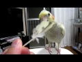 【わが家のオカメインコ 粗塩 u0026卵黄】 粗塩換羽