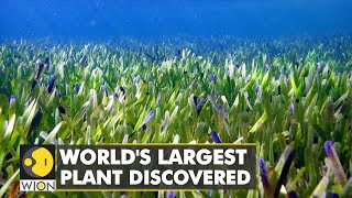 Scientists believe to have found the world's largest plant | WION Climate Tracker | WION