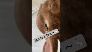 ねぇねぇねぇ〜🐇#うさぎのいる暮らし #うさぎ#ミニレッキス