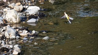 【癒しの野鳥観察】野鳥の日常風景17連発　#1【かわいい野鳥の仕草】