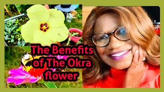 The Benefits of The Okra Flower and A Walk Around My Garden ‼️