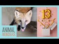 Seraphina the Red Fox is 13!