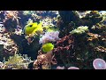 CORAL REEF AQUARIUM | NO MUSIC 4K Relax & Study