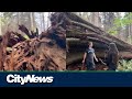 600-year-old tree falls in Stanley Park