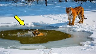 The Tigress Couldn't Save Her Cub. Look Who Came to the Rescue!